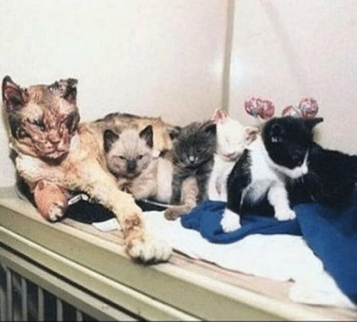 In 1996, A Mother Cat Named Scarlett Rescued All 5 Of Her Kittens From A Building Burning In NYC. She Walked Through Flames 5 Times To Rescue Each One