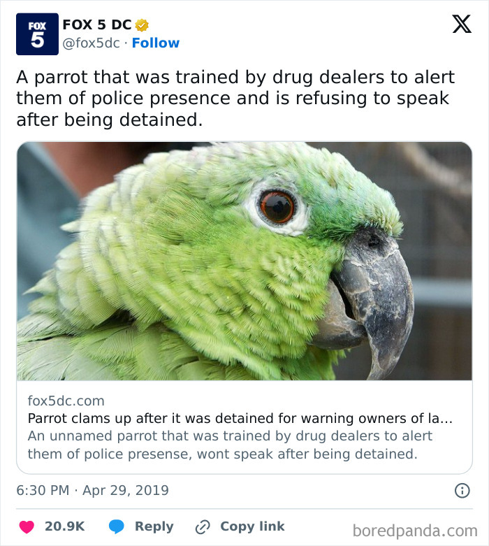 That's One Loyal Parrot
