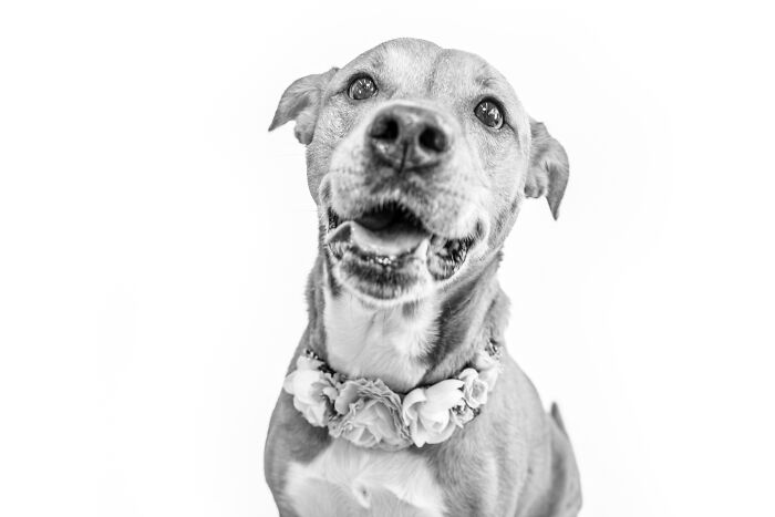 12 Monochromatic Dog Photos By Melissa Blake Photography In Central Florida To Make You Smile
