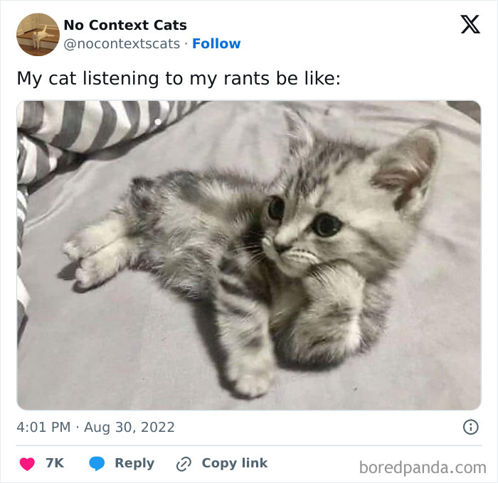 Memes-For-My-Cat