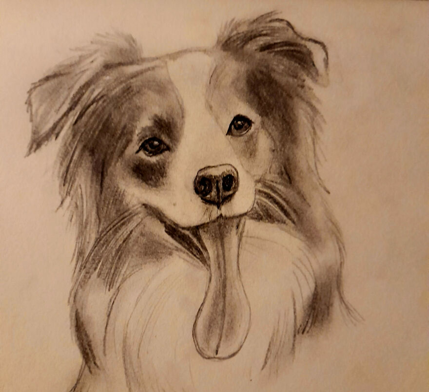 Border Collie Artwork.