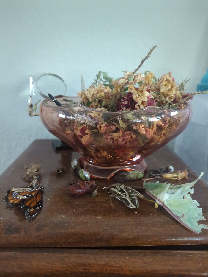 Dried Flowers And Dead Insects I Found This Summer