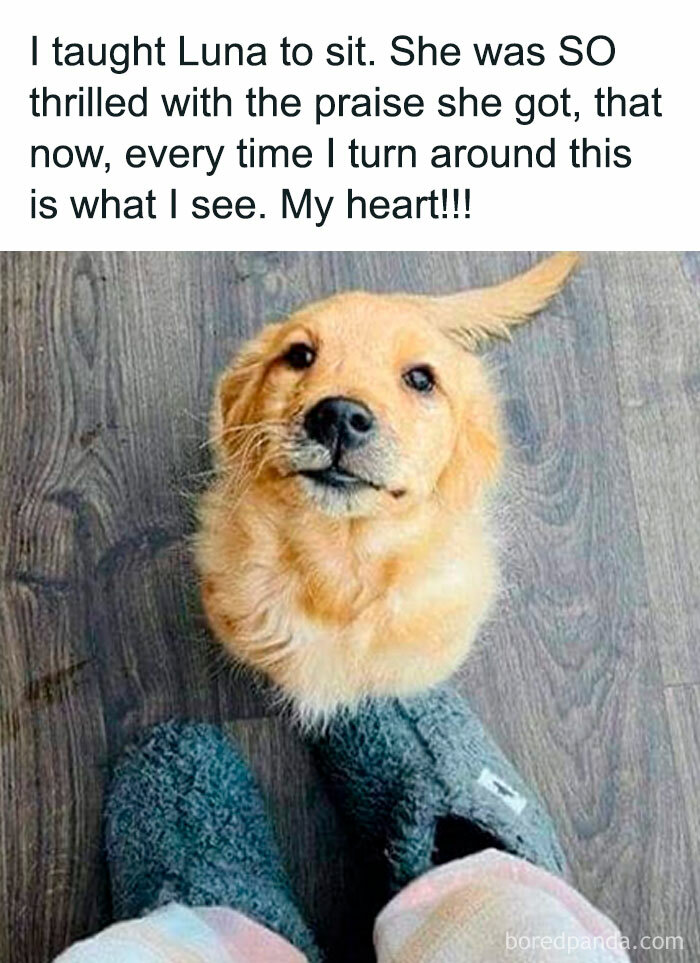 Funny Puppy Memes Funny Puppy Memes
