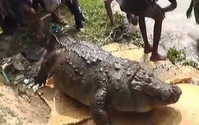 An Obese 100-Year-Old Crocodile Died From Overeating After Bengali Worshippers Repeatedly Threw It Sacrificial Chickens And Goats For Good Luck, As Villagers Became Desperate In An Uncertain Economic Climate