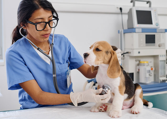 Woman Gets $800 Vet Bill After Her Dog Eats Roommate's Food, Wonders Who's To Blame Woman Gets $800 Vet Bill After Her Dog Eats Roommate's Food, Wonders Who's To Blame