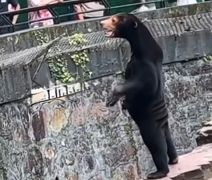 People Cannot Stop Arguing Whether Sun Bears Are Humans In Costumes