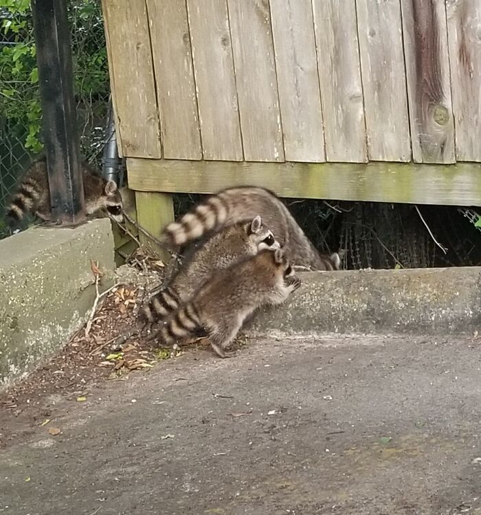 Family Of Racoons Leaving Office As I Pull In