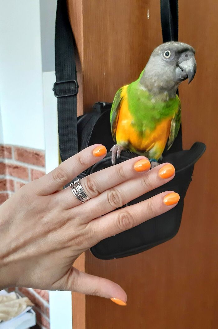 Orange Cat's Eye Nails To Match With My Parrot :)