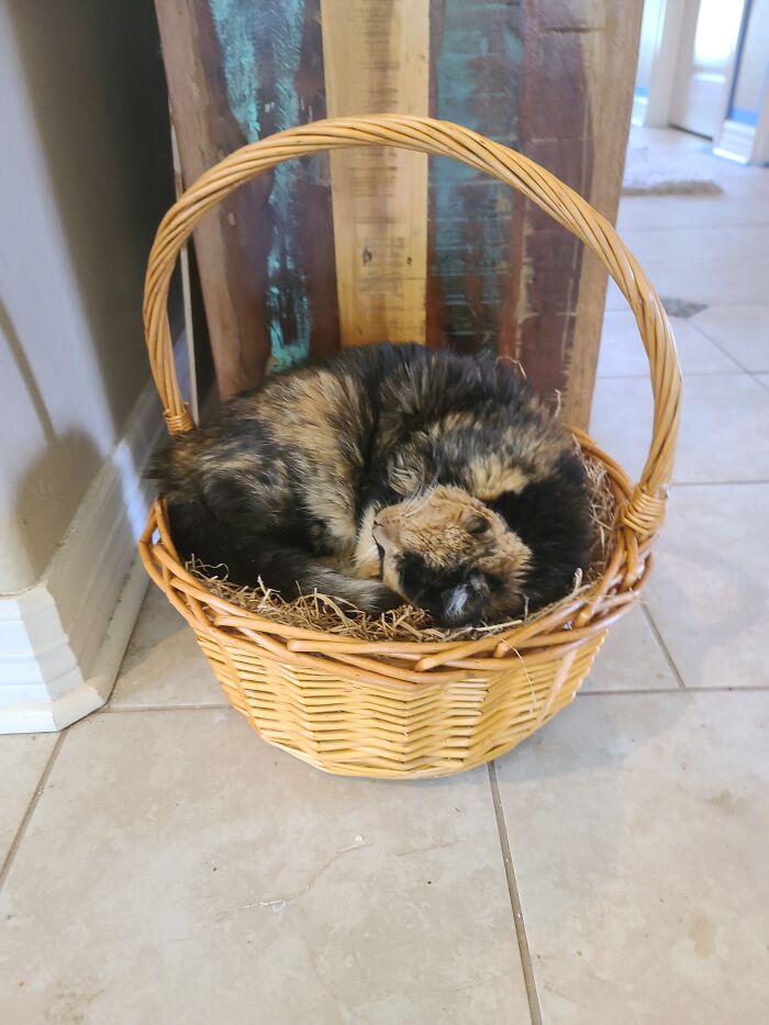 Looks Like The Easter Basket Has A New Purpose