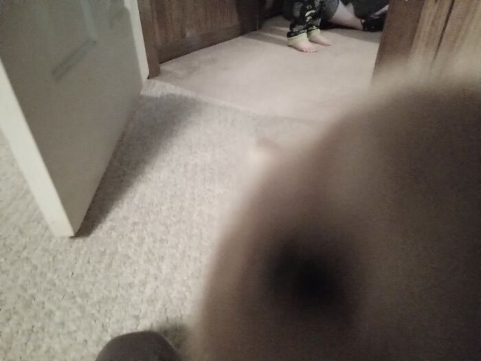 Not My Cat, But My Sister's. I Was Trying To Get A Picture, But She Was Having A Zooming And Jumped Up Onto My Lap