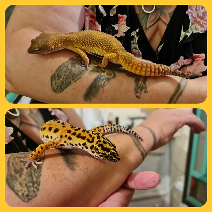 These Are My Two Leopard Gecko Girls, The To One Is Huupie And The Bottom One Is Bubbels