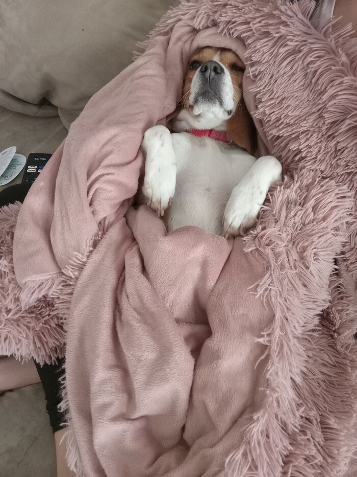 This Is Azley, She Always Wraps Herself Up In Any Blanket She Can Find