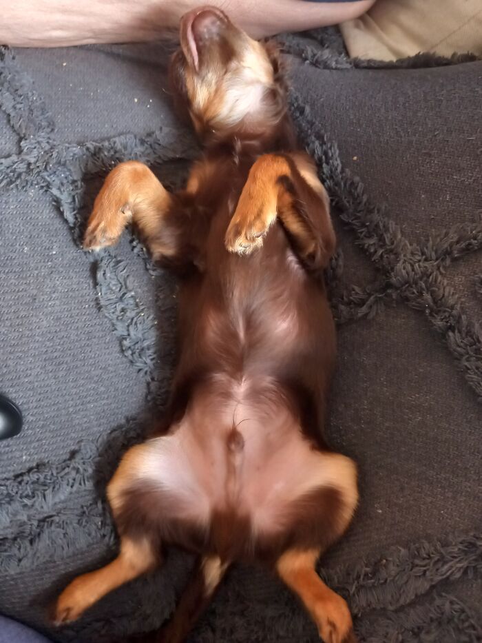 My Chihuahua Milo Just Begging For Belly Rubs From All The Pandas