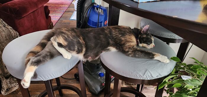Tilda Likes To Take Risky Naps