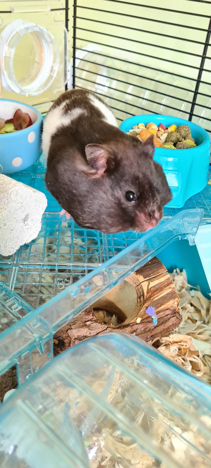 Here Is A Pic Of Me! Stuffing My Face With Blueberries 🤭 My Name Is Minni