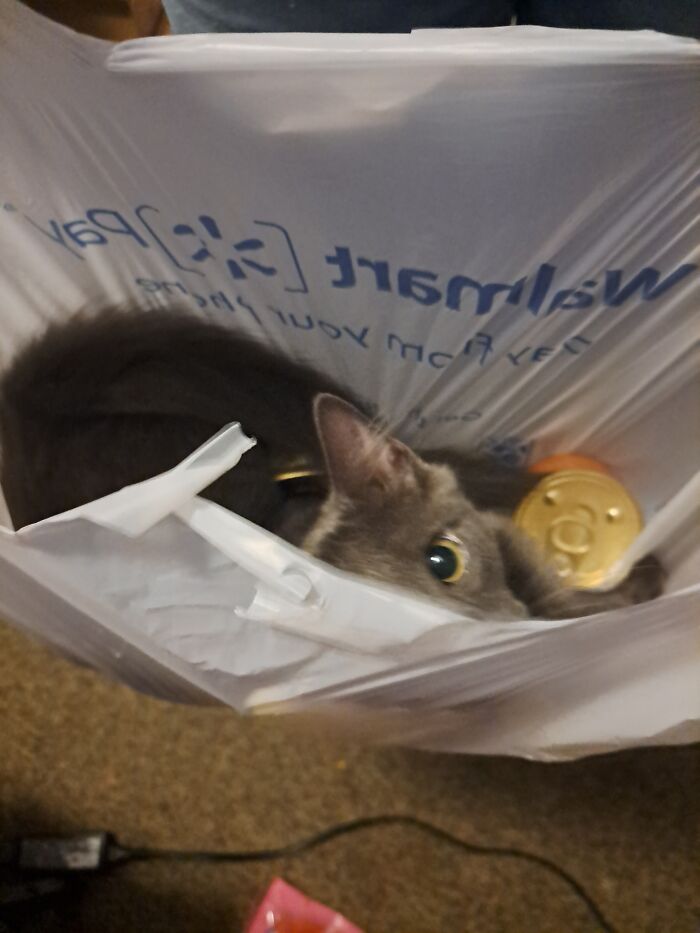 Venus Found Her Way Into The Cat Food Bag