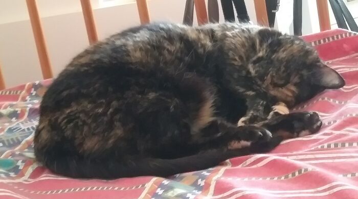 Lola, Our Rescue Tortie, Taking A Nap On My Bed
