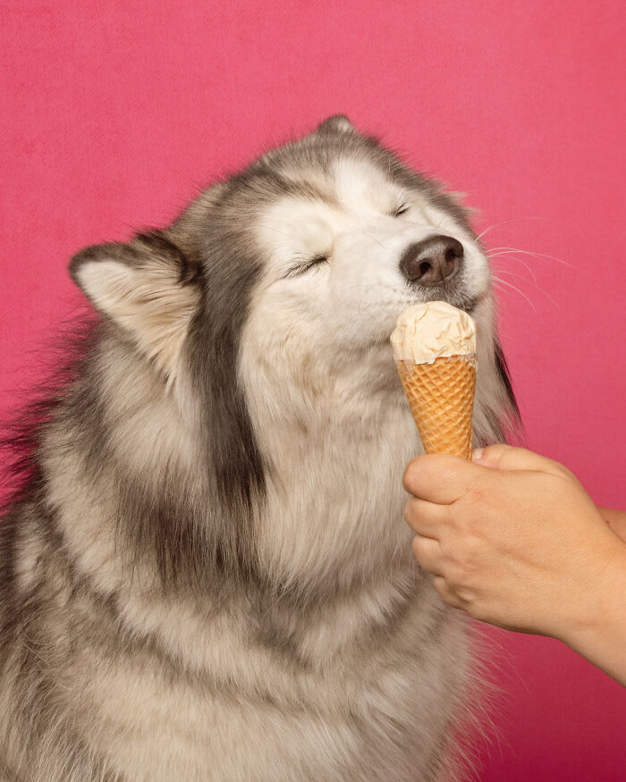 A photograph of a dog eating ice cream
