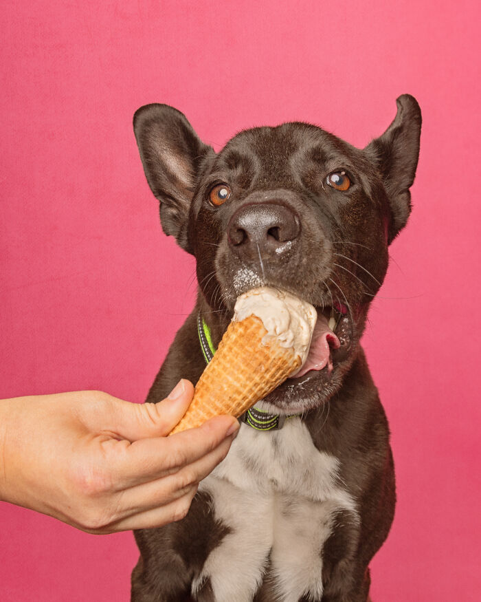 A photograph of a dog eating ice cream