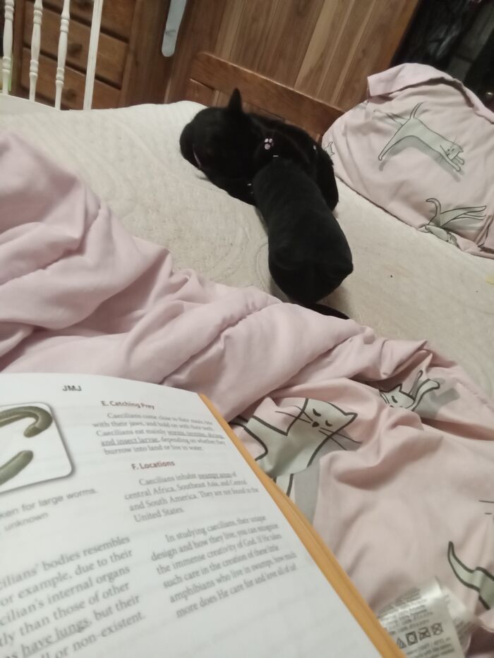 Here Is My Cat... Scratching A Stuffed Animal Of Her