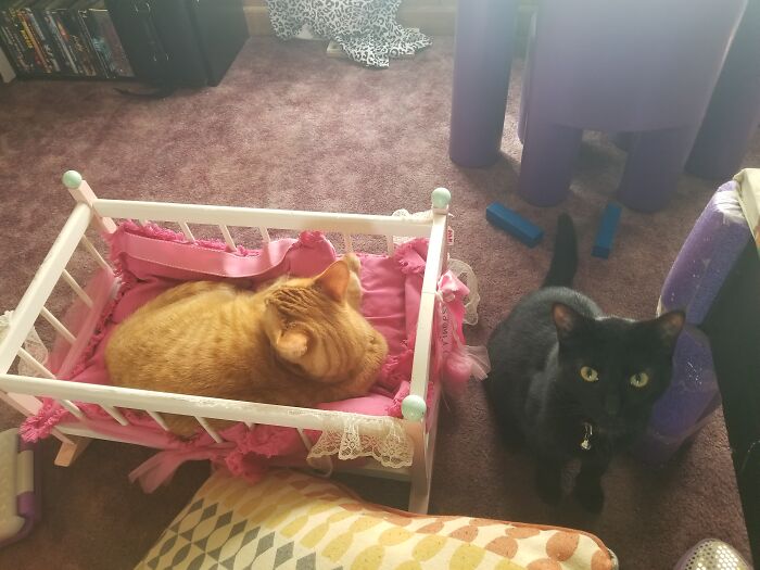 My Kittens Cheddar And Colette, They Love Getting In Their Human Sister's Toys! 😂