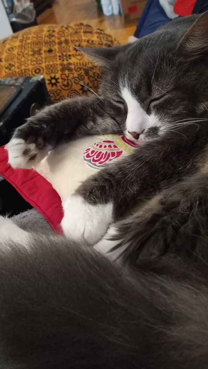 Meet Samson. He Likes Lap Naps And Pets Before Bed