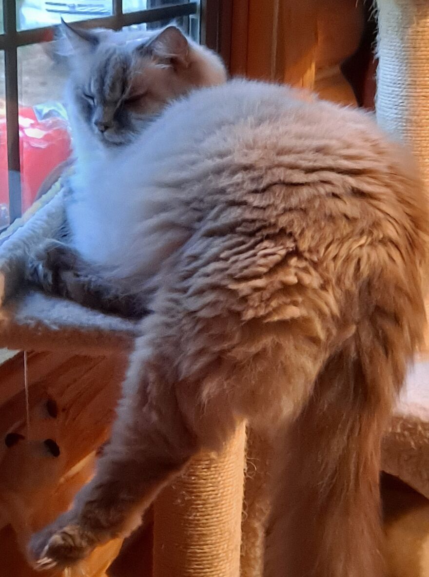 My Newly Adopted Senior Polydactyl Cat