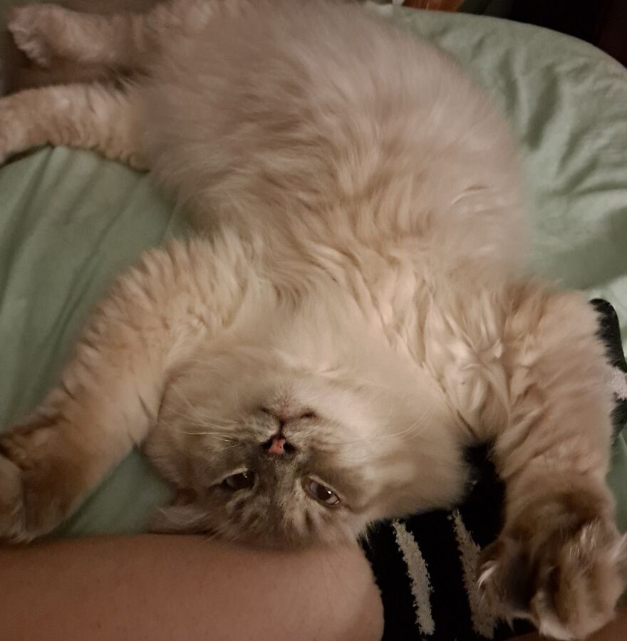 My Newly Adopted Senior Polydactyl Cat