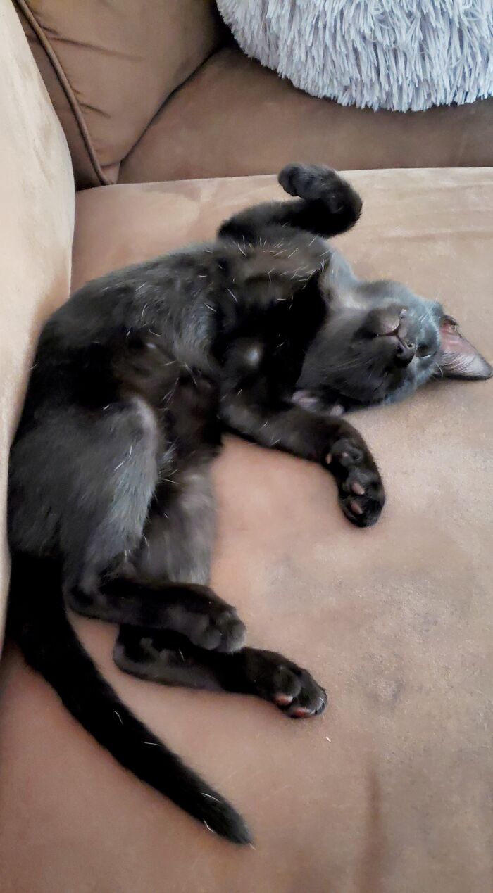 Boo-Cat Dreaming Of Being A Bat