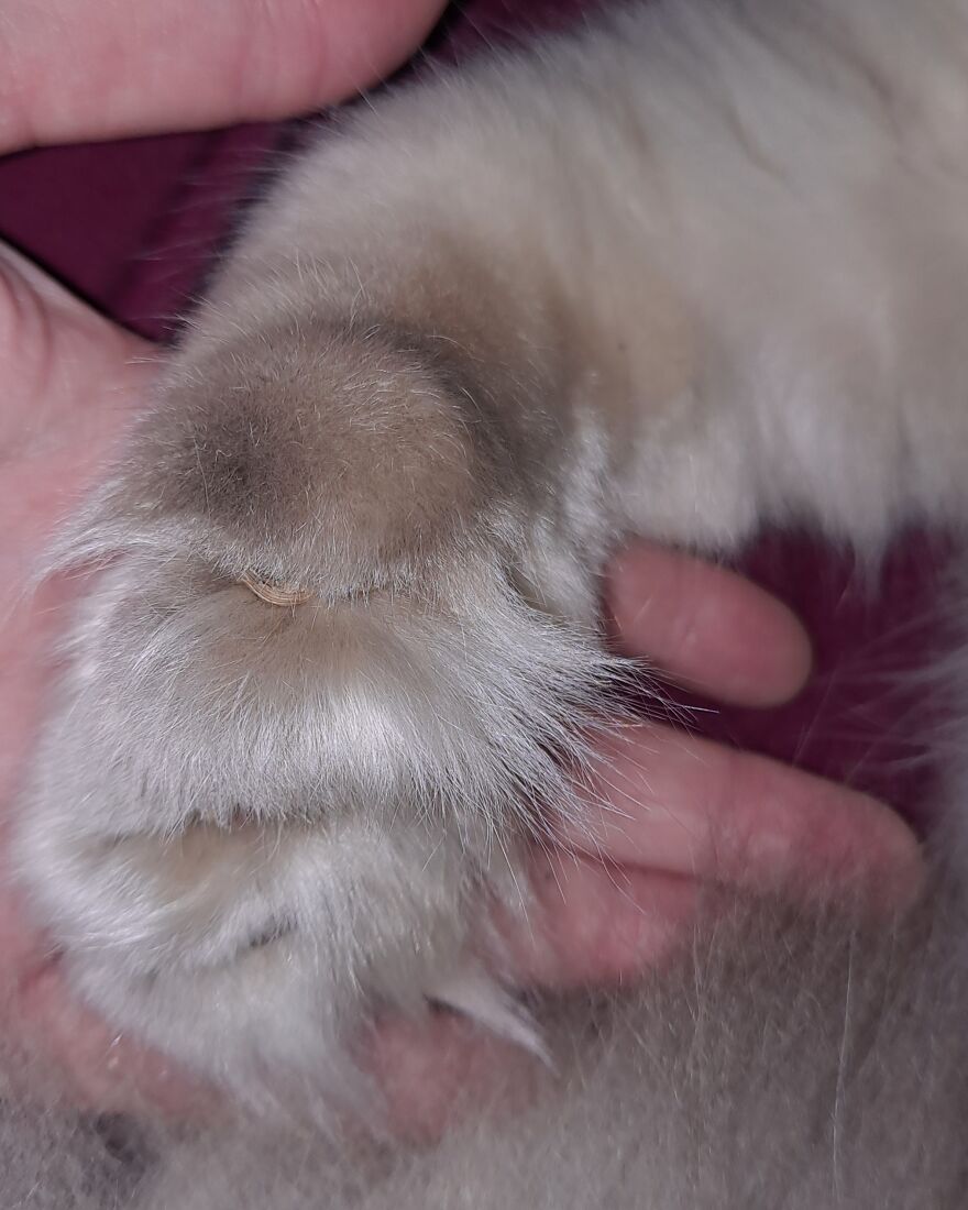 My Newly Adopted Senior Polydactyl Cat