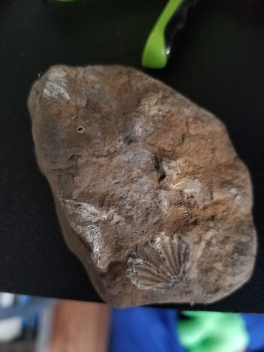 I Found Some Fossils In Backyard.