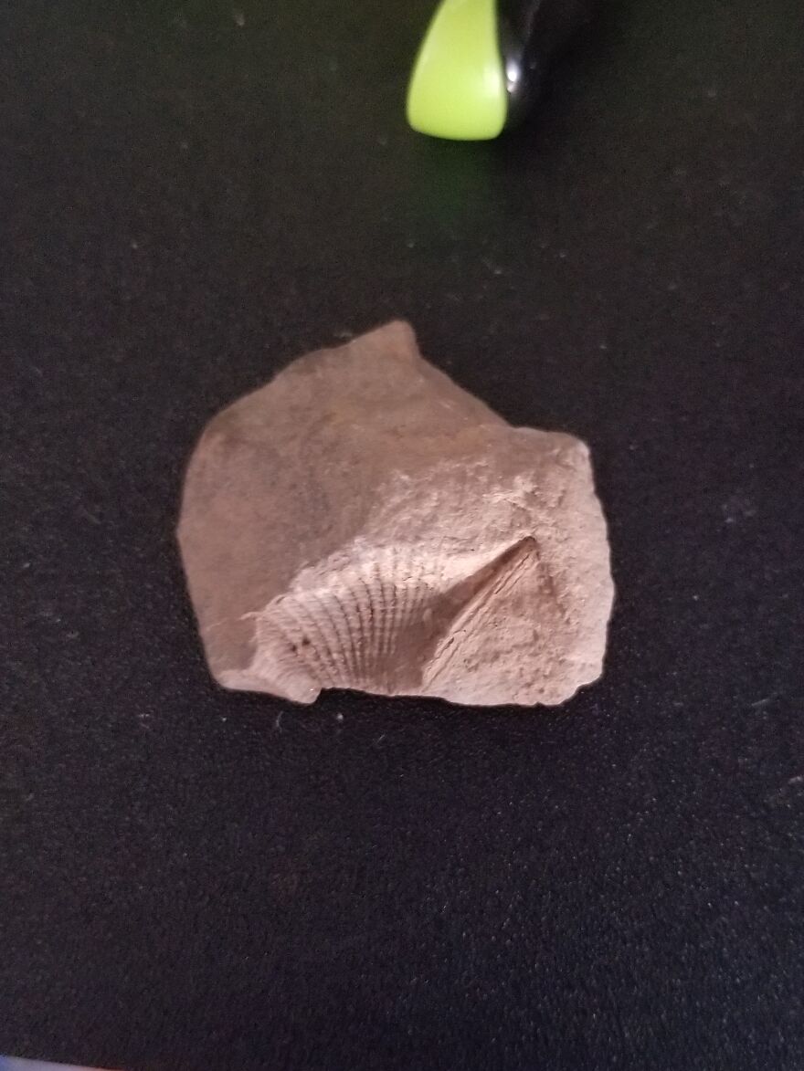 I Found Some Fossils In Backyard.