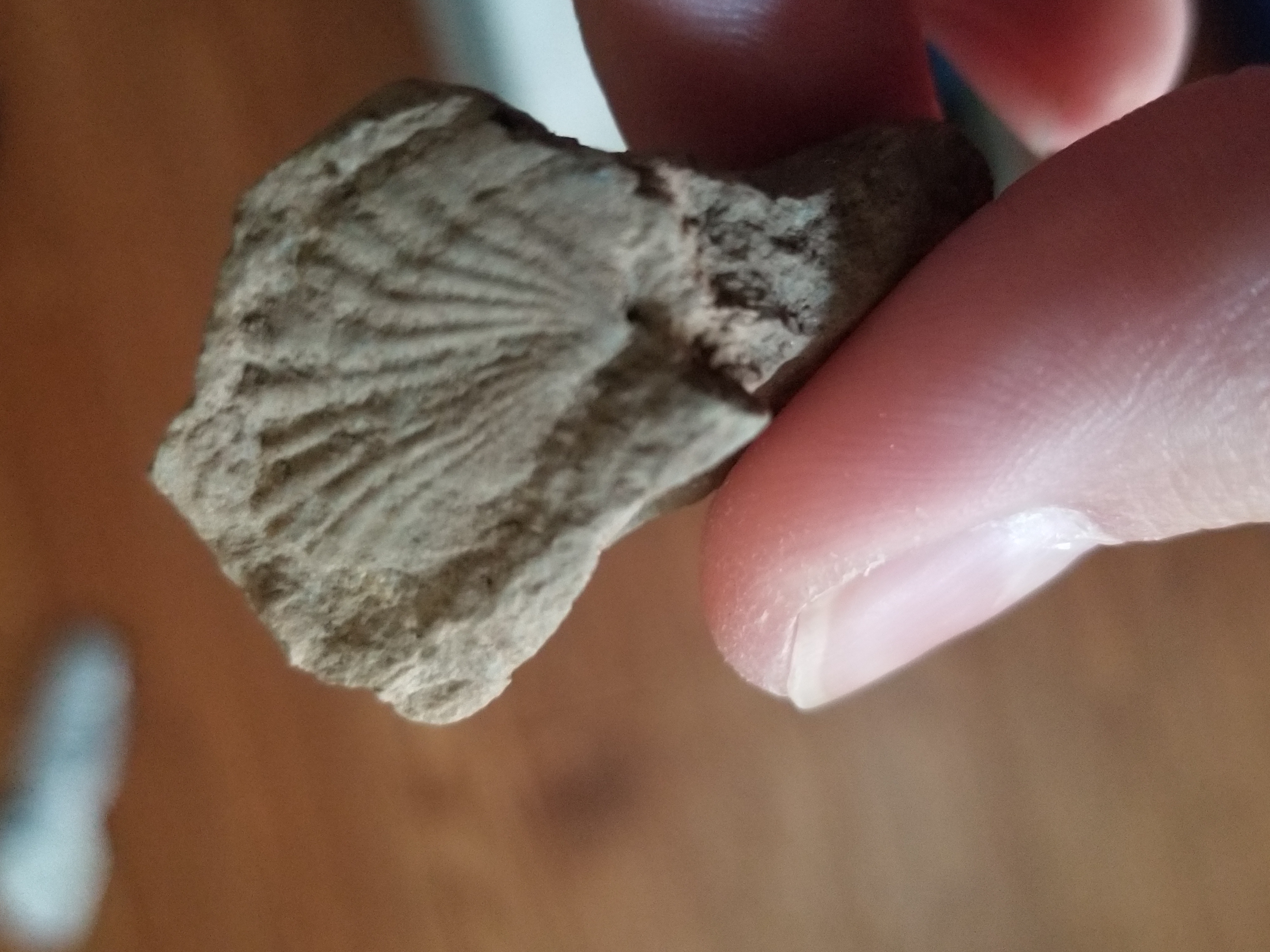 I Found Some Fossils In Backyard.