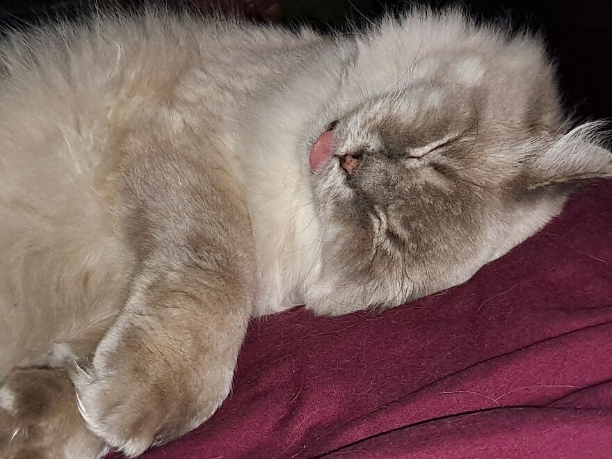 My Newly Adopted Senior Polydactyl Cat