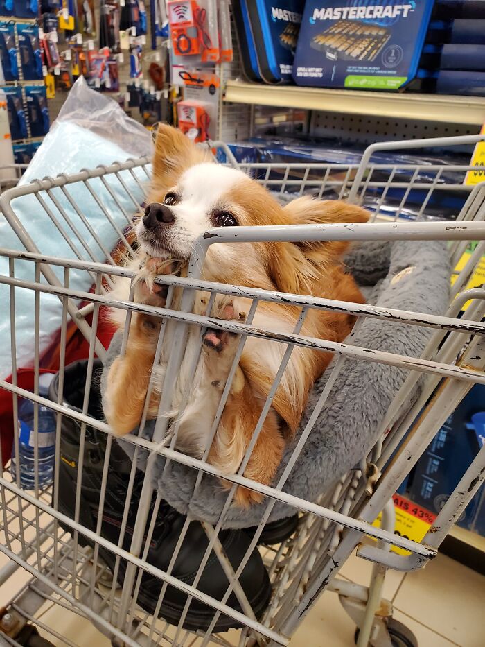 This Is Archie. He Did Not Want To Be In The Store Any Longer. "Please May We Go Home Now?"