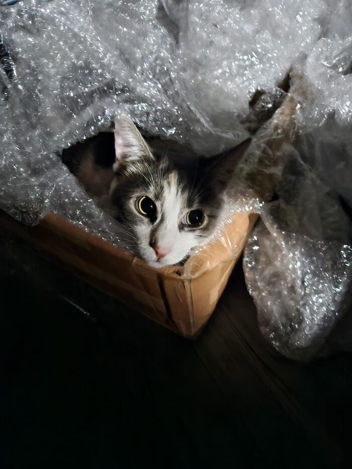 Found This Girl In A Box Of Bubble Wrap This Morning