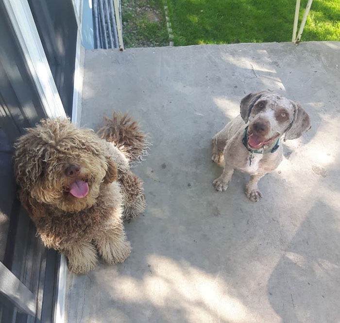 Dos perros de la misma raza: uno pelado y el otro aún no