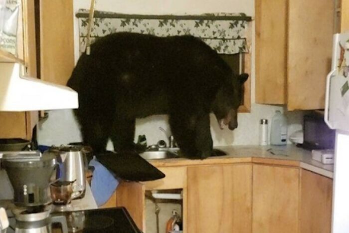 This Is My Pet Bear In My House. Well, It's Not My Pet, But It Definitely Is A Bear In My House! Send Help