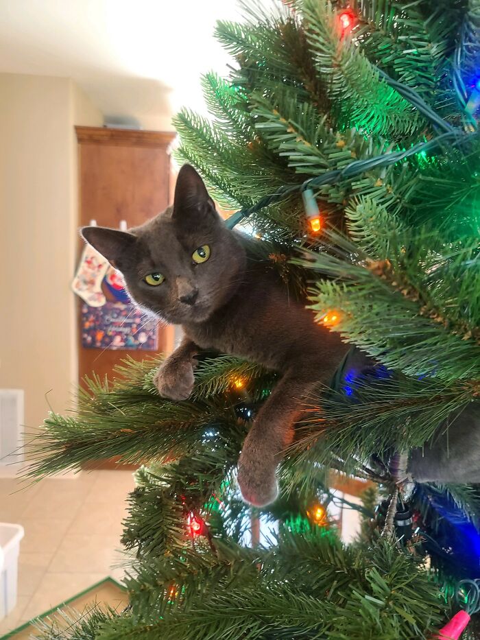 Luna Doesnt Allow Ornaments - Merry Christmas!