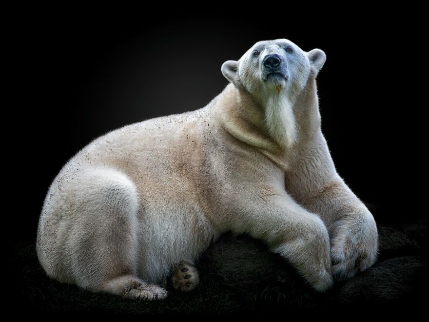 Photographer Continues To Make Impactful Portraits Of Wild Animals (65 New Pics)