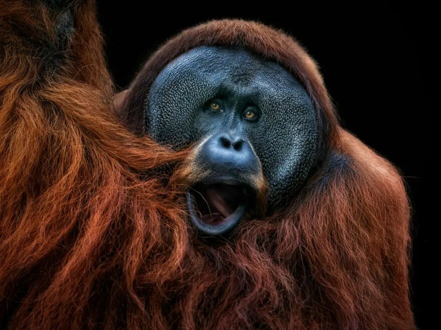 Photographer Continues To Make Impactful Portraits Of Wild Animals (65 New Pics)