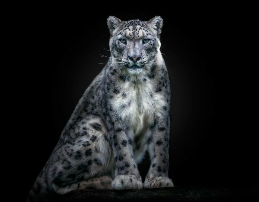 Photographer Continues To Make Impactful Portraits Of Wild Animals (65 New Pics)