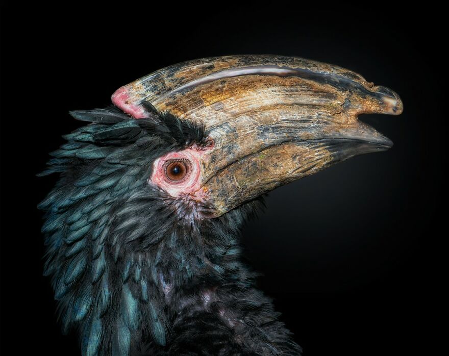 Photographer Continues To Make Impactful Portraits Of Wild Animals (65 New Pics)