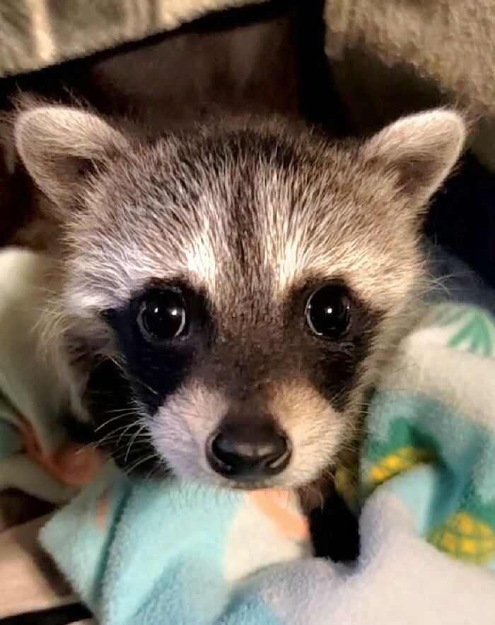 This Rescued Raccoon Fought For His Life Since The Beginning And Now He’s Thriving