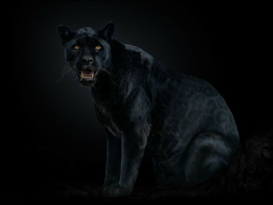 Photographer Continues To Make Impactful Portraits Of Wild Animals (65 New Pics)