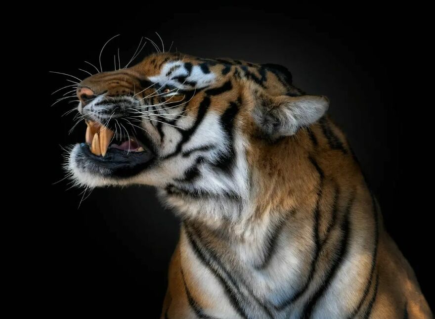 Photographer Continues To Make Impactful Portraits Of Wild Animals (65 New Pics)