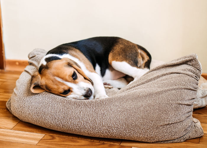 Woman Gets $800 Vet Bill After Her Dog Eats Roommate's Food, Wonders Who's To Blame Woman Gets $800 Vet Bill After Her Dog Eats Roommate's Food, Wonders Who's To Blame