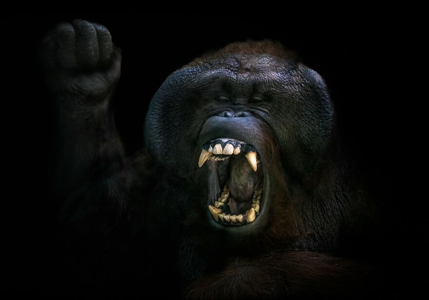 Photographer Continues To Make Impactful Portraits Of Wild Animals (65 New Pics)