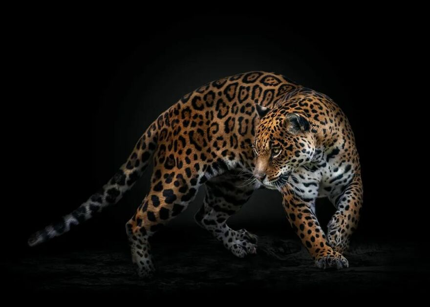Photographer Continues To Make Impactful Portraits Of Wild Animals (65 New Pics)