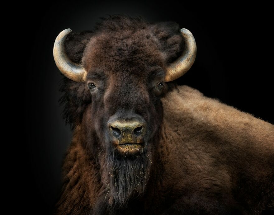 Photographer Continues To Make Impactful Portraits Of Wild Animals (65 New Pics)